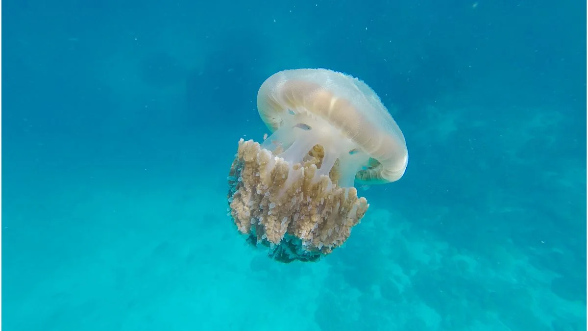 Jellyfish sting in Spain, treatment and what to do